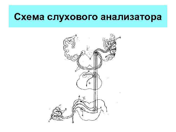 Составьте схему слухового анализатора