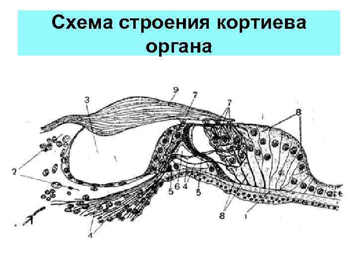 Что воспримут изображенные на рисунке рецепторные клетки кортиева органа 1 звук 2 свет