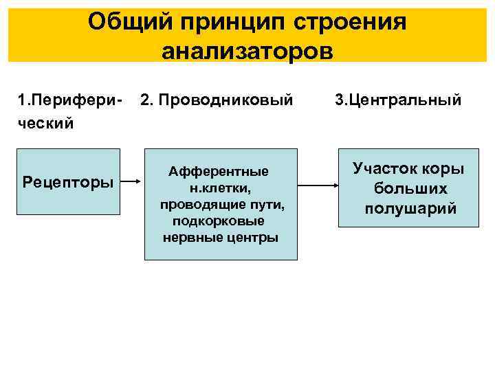 Строение анализатора