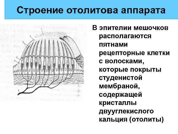 Строение аппарата. Строение отолитовой мембраны. Отолитовый анализатор. Строение отолитового аппарата. Схема строения отолитового аппарата.