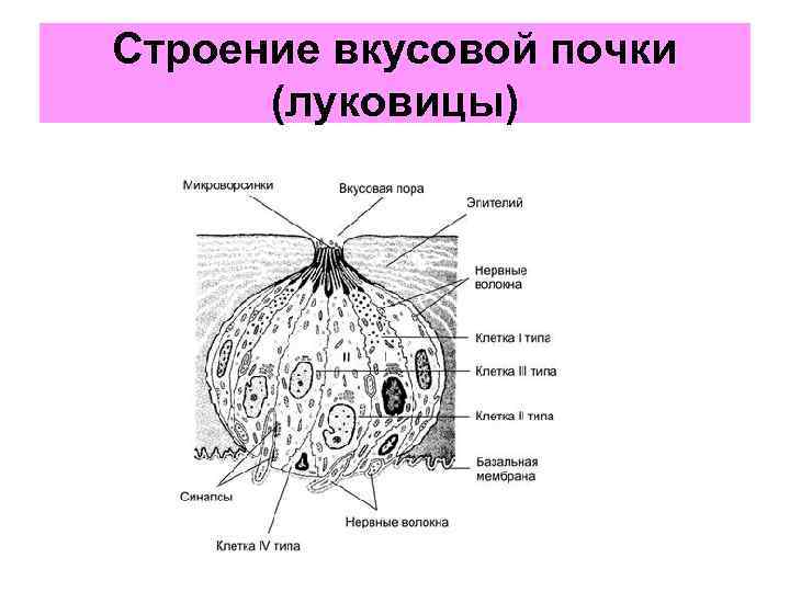 Вкусовая почка