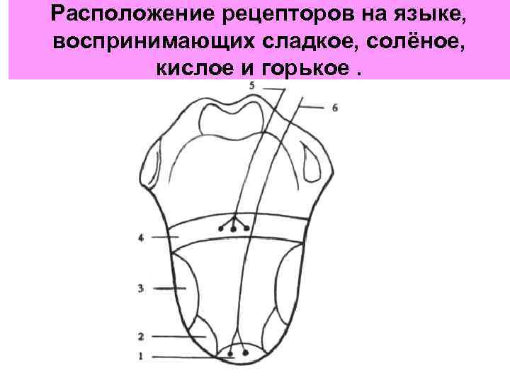 Расположение рецепторов на языке, воспринимающих сладкое, солёное, кислое и горькое. 