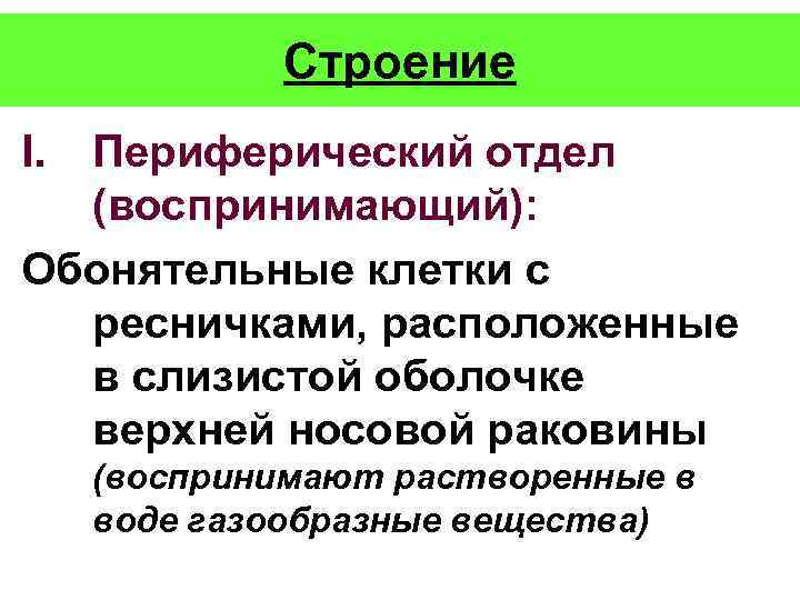 Строение I. Периферический отдел (воспринимающий): Обонятельные клетки с ресничками, расположенные в слизистой оболочке верхней