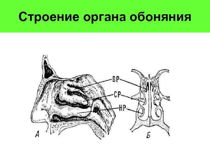 Схема строения органа обоняния