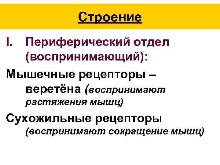 Строение I. Периферический отдел (воспринимающий): Мышечные рецепторы – веретёна (воспринимают растяжения мышц) Сухожильные рецепторы