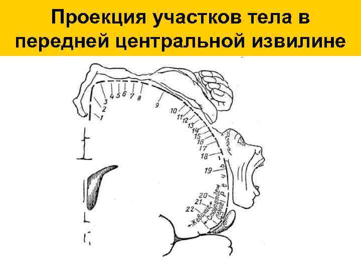 Проекция тела. Проекция тела на переднюю центральную извилину. Передней центральной извилины. При Центральная извилина. Передняя Центральная извилина проекция.