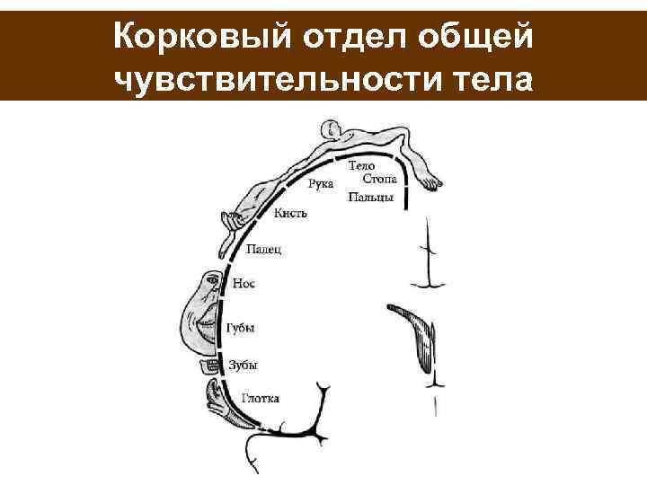 Корковый отдел общей чувствительности тела 