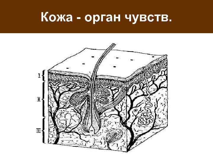 Кожа - орган чувств. 