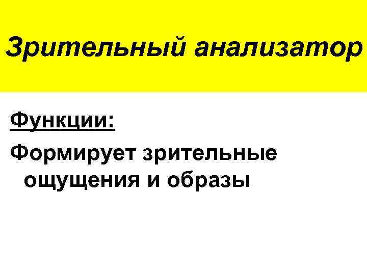 Зрительный анализатор Функции: Формирует зрительные ощущения и образы 