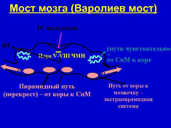 Мост мозга (Варолиев мост) IV желудочек RF Ядра V-VIII ЧМН Хх хх Пирамидный путь