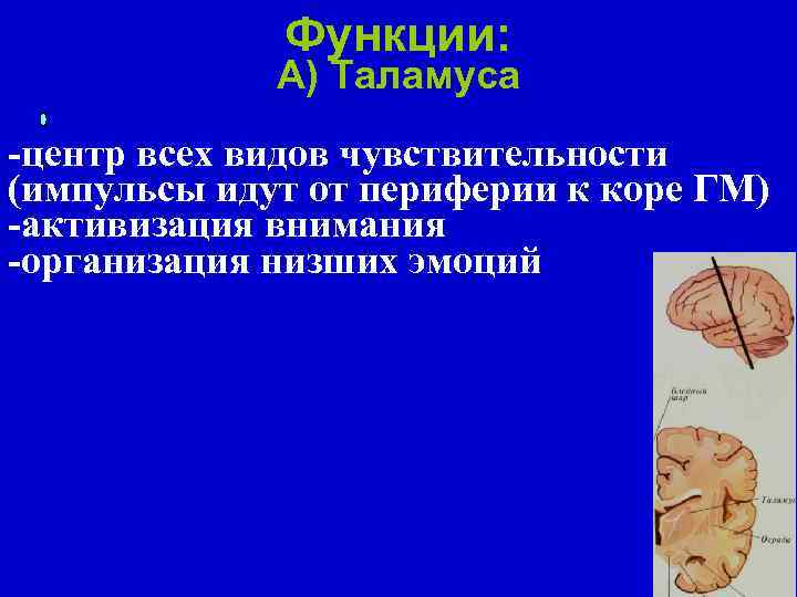Функции: А) Таламуса -центр всех видов чувствительности (импульсы идут от периферии к коре ГМ)