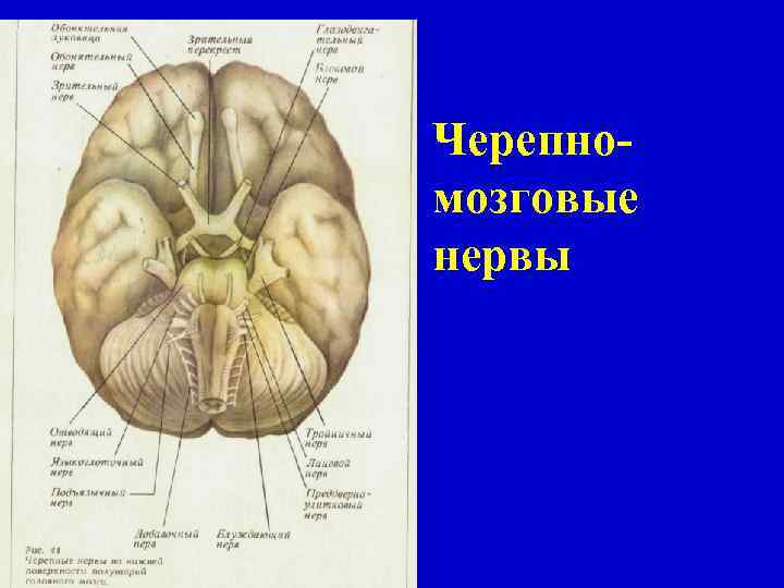 Черепные нервы ствола. Черепномозговые нервы отходящие от продолговатого мозга. Снимок ствола головного мозга. Ствол головного Моза и его черепномозговые нервы. Мозговой ствол и конечный мозг.