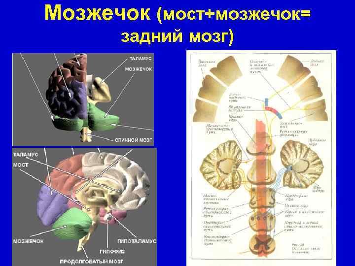 Где находится мозжечок в голове фото