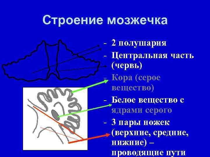 Ядра серого вещества мозжечка