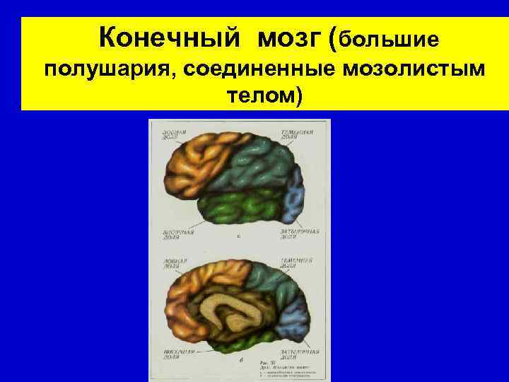 Конечный мозг (большие полушария, соединенные мозолистым телом) 