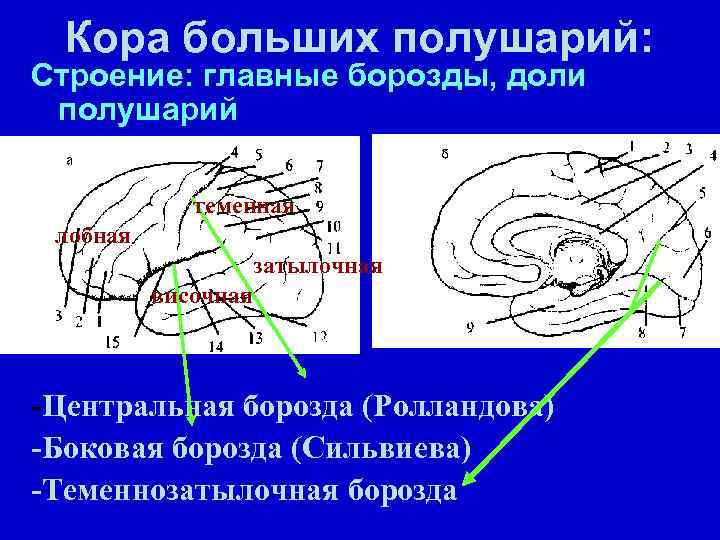 Схемы черепно мозговой топографии