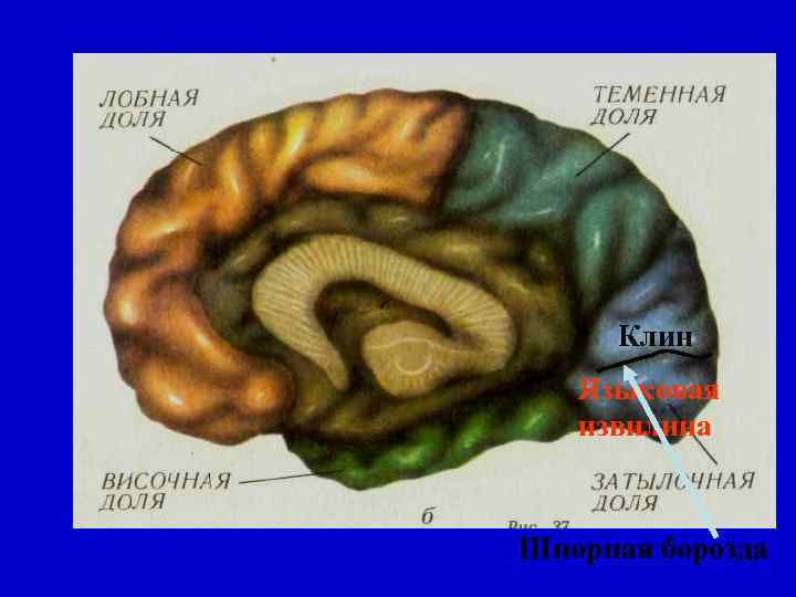 Клин Языковая извилина Шпорная борозда 