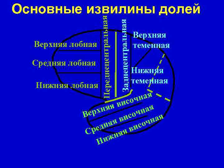 Средняя лобная Нижняя лобная Заднецентральная Верхняя лобная Переднецентральная Основные извилины долей Верхняя теменная Нижняя