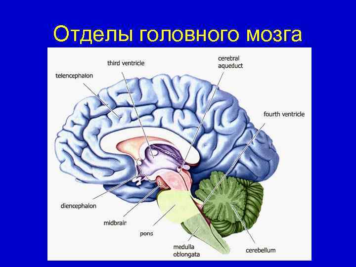 Прочитайте статью отделы головного мозга заполните схему