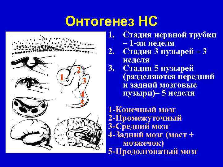 Онтогенез НС 1 2 3 4 5 1. Стадия нервной трубки – 1 -ая