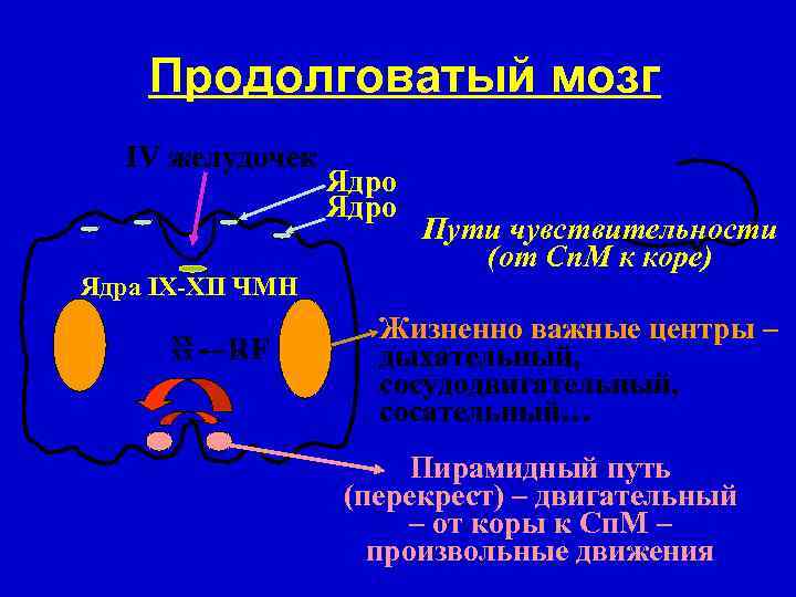 В продолговатом мозге расположены ядра. Эксцентричное расположение ядра. Эксцентричное расположение ядра это как. Эксцентрично расположенное ядро.