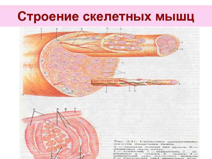 Строение скелетных мышц 
