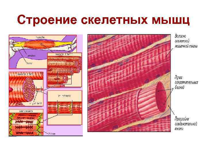 Строение скелетных мышц 