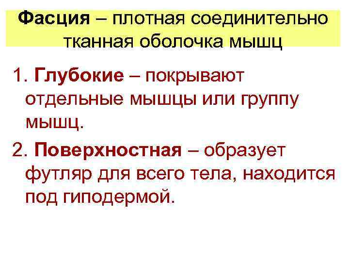 Фасция – плотная соединительно тканная оболочка мышц 1. Глубокие – покрывают отдельные мышцы или
