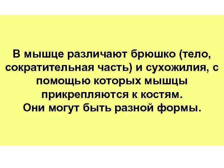 В мышце различают брюшко (тело, сократительная часть) и сухожилия, с помощью которых мышцы прикрепляются