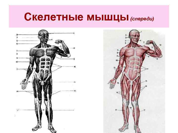 Мышцы спереди