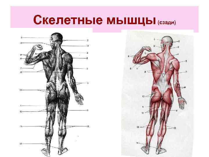 Скелетные мышцы (сзади) 