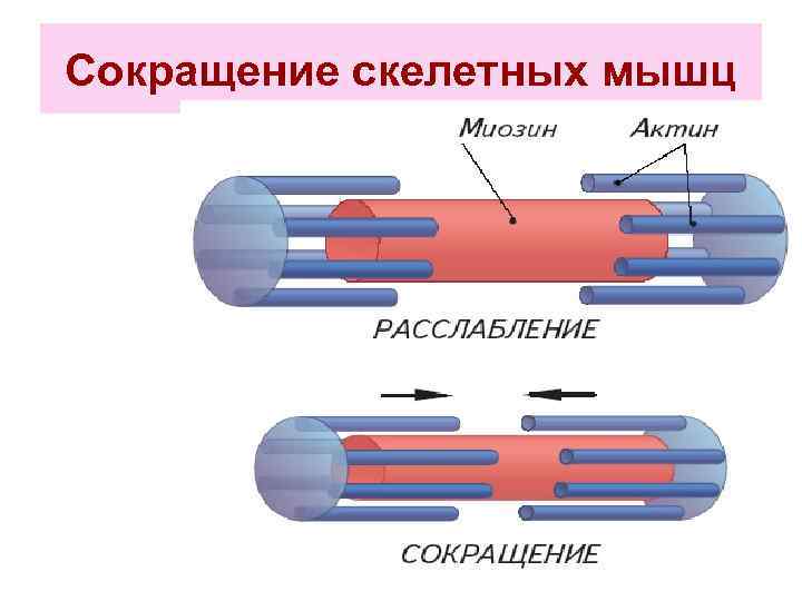 Сокращение скелетных мышц 