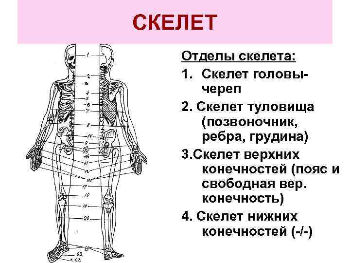 СКЕЛЕТ Отделы скелета: 1. Скелет головычереп 2. Скелет туловища (позвоночник, ребра, грудина) 3. Скелет