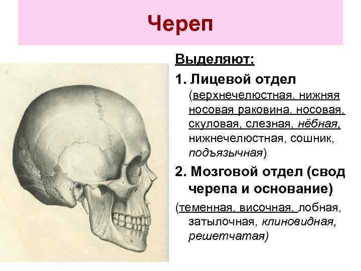 Мозговой череп представлен. Мозговой и лицевой отделы черепа. Строение черепа мозговой и лицевой отделы. Лицевой и мозгный отдел черепа. Сошник лицевой отдел черепа.