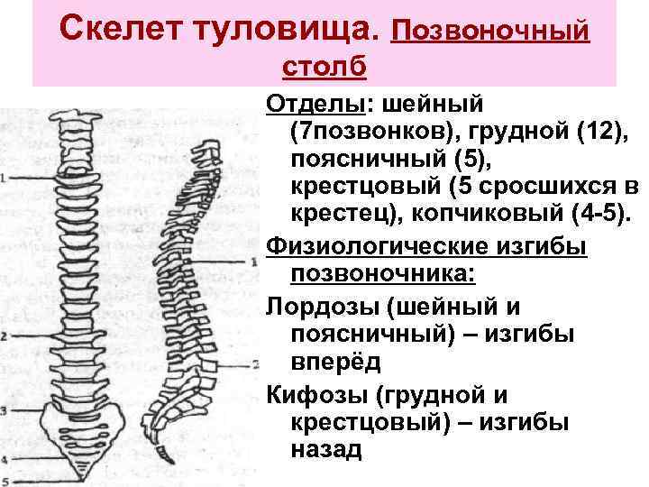 Скелет туловища образован