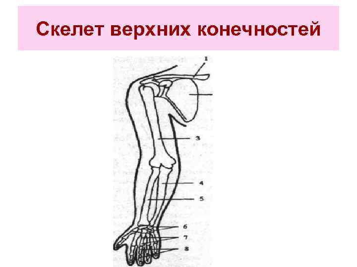 Скелет верхних конечностей 