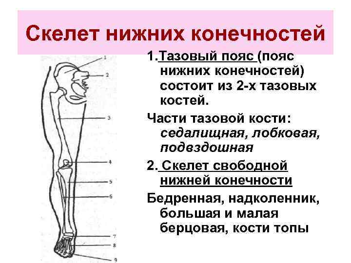 Скелет нижних конечностей тазовый пояс