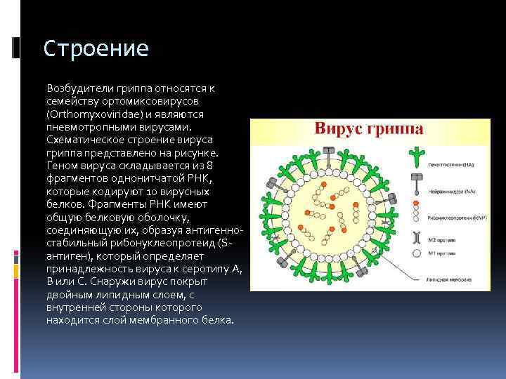 Строение Возбудители гриппа относятся к семейству ортомиксовирусов (Orthomyxoviridae) и являются пневмотропными вирусами. Схематическое строение