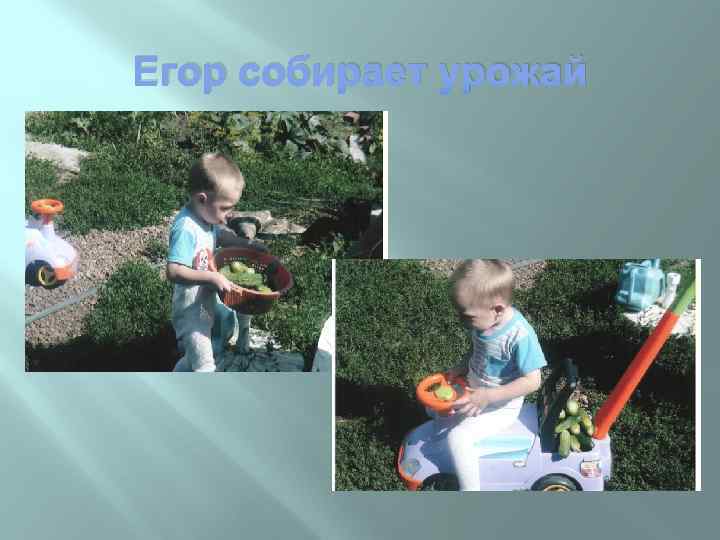 Егор собирает урожай 