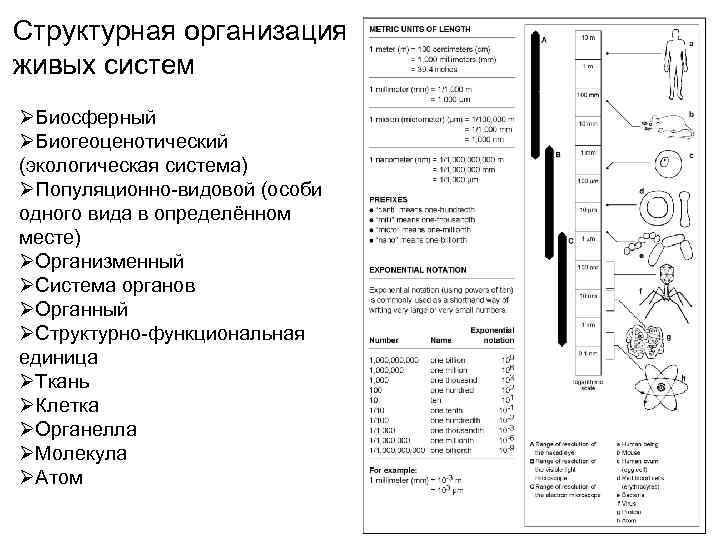 Структурная организация живых систем ØБиосферный ØБиогеоценотический (экологическая система) ØПопуляционно видовой (особи одного вида в