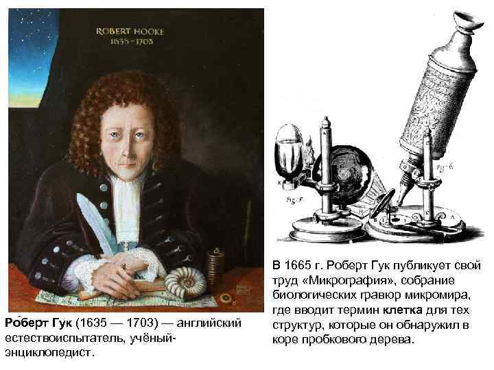 Ро берт Гук (1635 — 1703) — английский естествоиспытатель, учёный энциклопедист. В 1665 г.