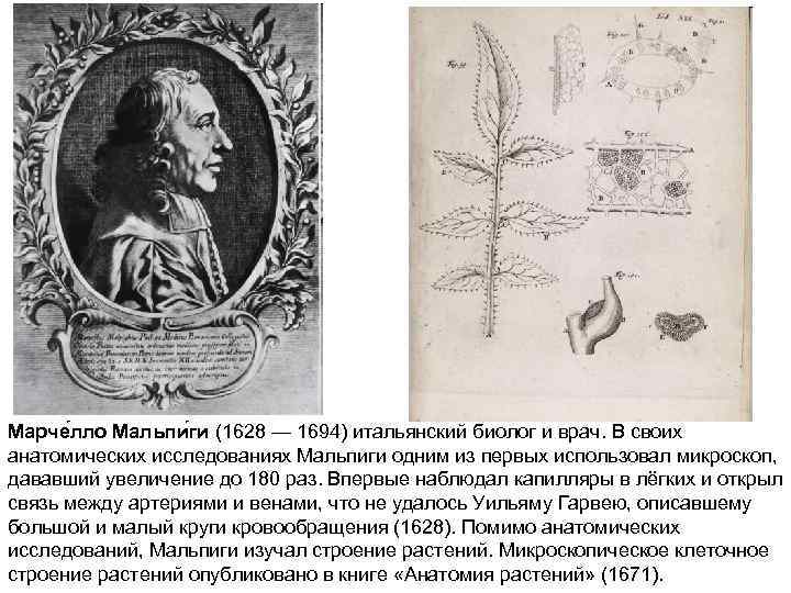 Марче лло Мальпи ги (1628 — 1694) итальянский биолог и врач. В своих анатомических