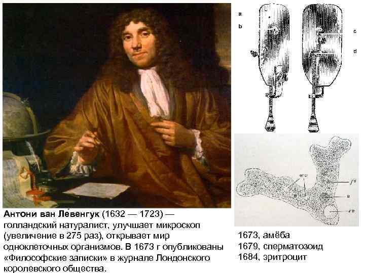 Антони ван Ле венгук (1632 — 1723) — голландский натуралист, улучшает микроскоп (увеличение в