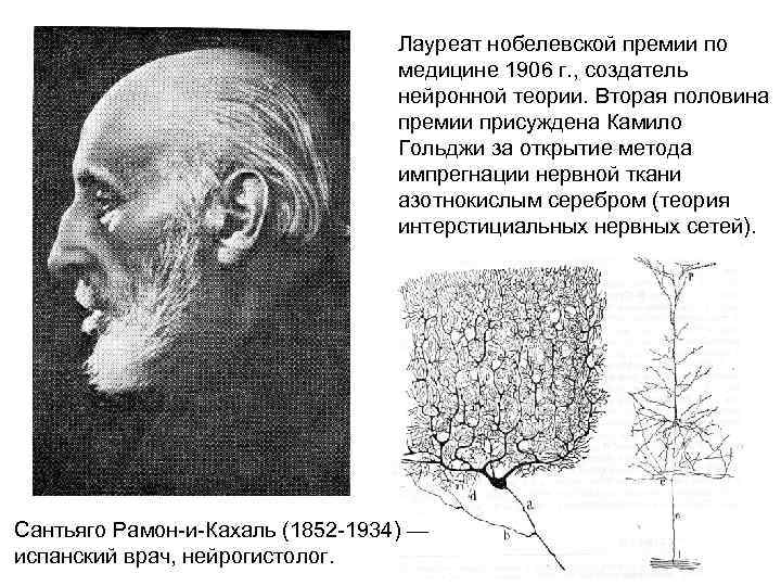 Лауреат нобелевской премии по медицине 1906 г. , создатель нейронной теории. Вторая половина премии