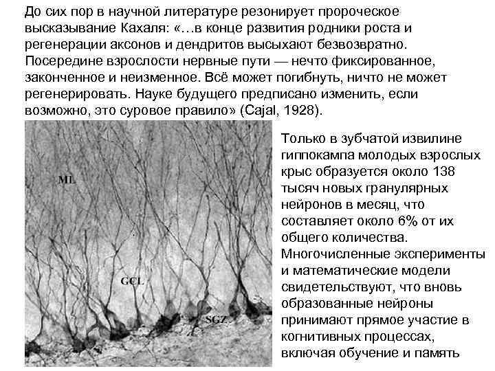 До сих пор в научной литературе резонирует пророческое высказывание Кахаля: «…в конце развития родники