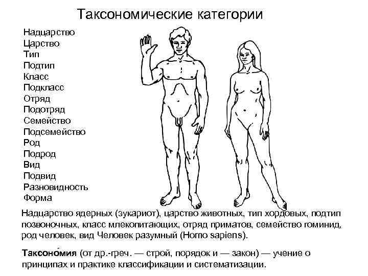 Таксономические категории Надцарство Царство Тип Подтип Класс Подкласс Отряд Подотряд Семейство Подсемейство Род Подрод