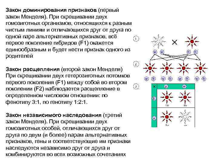 Закон доминирования признаков (первый закон Менделя). При скрещивании двух гомозиготных организмов, относящихся к разным