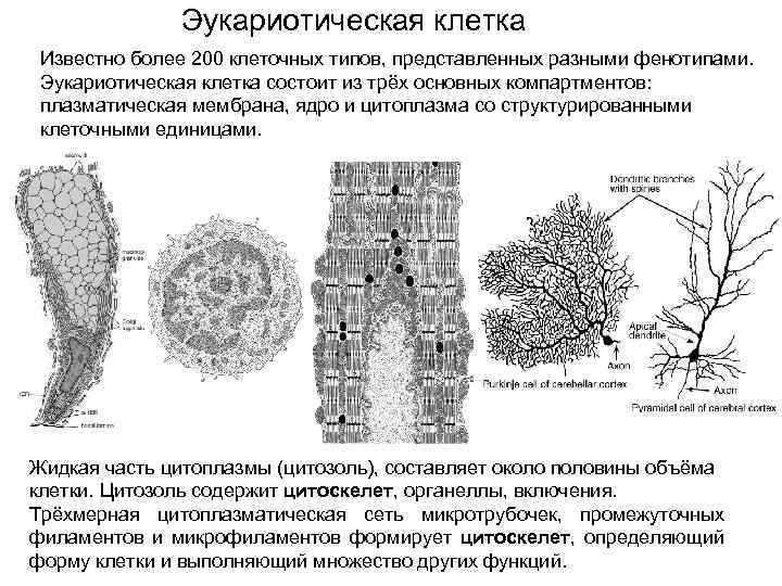 Эукариотическая клетка Известно более 200 клеточных типов, представленных разными фенотипами. Эукариотическая клетка состоит из