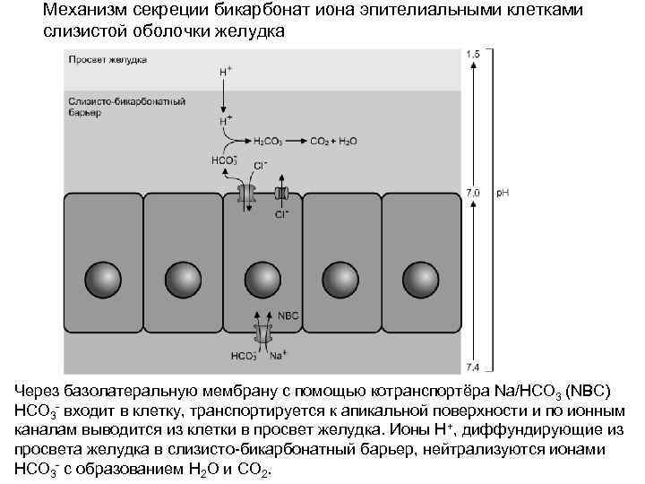 Механизм секреции бикарбонат иона эпителиальными клетками слизистой оболочки желудка Через базолатеральную мембрану с помощью