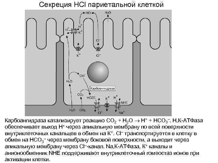 Известно что клетки. Карбоангидраза реакция. Транспортных мембранных механизмов секреции HCL париетальной клеткой. Транспортные мембранные механизмы париетальной клетки. Карбоангидраза катализирует реакцию.